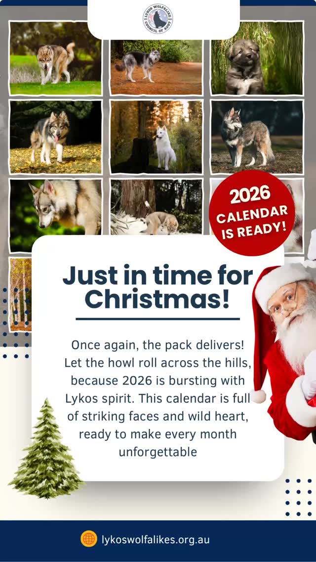 Twelve months of paws, personality, and pure Lykos magic. The 2026 Lykos Wolfalike calendar is officially on sale now. Get yours before they disappear into the wild!
https://www.lykoswolfdogs.com/shop/2026-LYKOS-WOLFALIKE-CALENDAR-p533068510