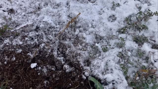 #leek #harvest on day after #thanksgiving - headed to the #rootcellar #homestead #permaculture #garden #foodstorage