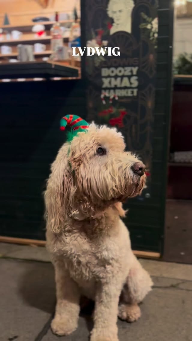 🎄 Boozy Xmas Market at the Ludwig Wintergarten 🎄
Hot Cocktails, Glühwein & richtig ausgefallene Winterdrinks – jeden Mittwoch bis Samstag von 17–22 Uhr beim Hotel Beethoven.
Alkoholfrei? Haben wir auch.
Kalt? Dann geht’s einfach weiter in die LUDWIG Bar. 🍸🔥
Cuddles with Leopold inklusive.
What more do you need?
#lvdwigbar #cocktailbar #cocktailbarvienna #barsvienna #viennadrinks #viennabars