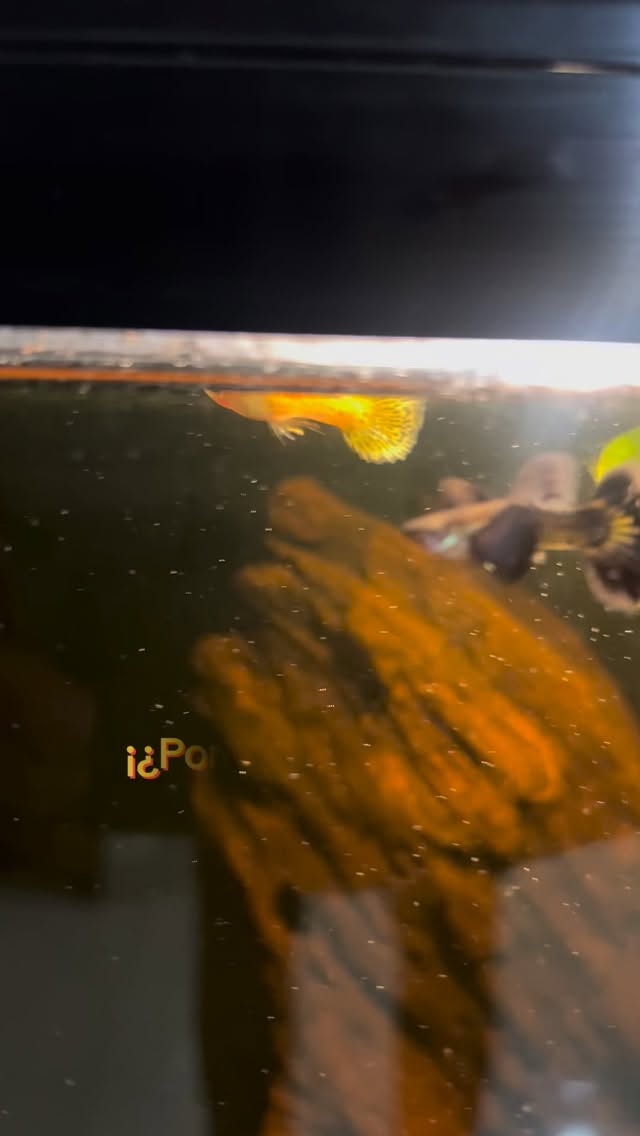 ¿Por qué los peces atacan a los peces nuevos? #pezescalar #mascotas #pecesdeacuario #pezguppy #animales