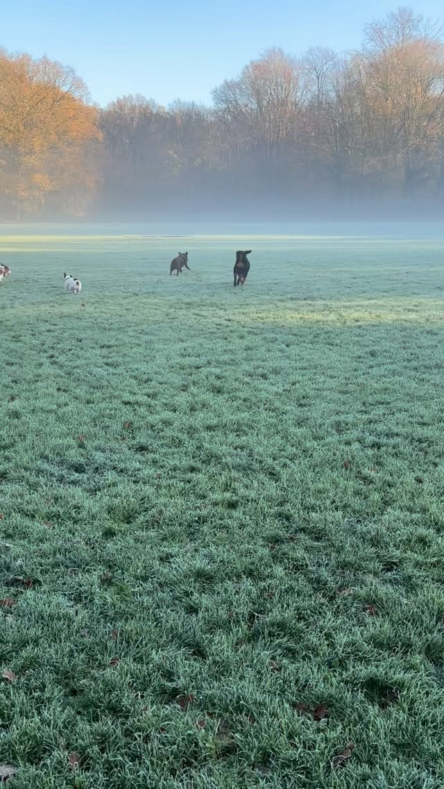 Goedemorgen ๐๐ op deze koude natte neuzen ochtend ๐ฅฐ