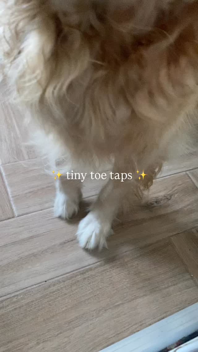 greeted with ✨ tiny toe taps ✨
#dogsofinstagram #dogslovers