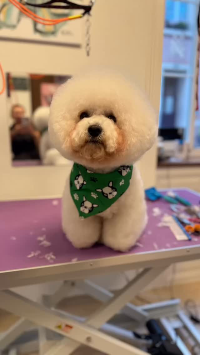 #grooming #hundesalon #maltese #pudel #bolonka #pomeranian #shizu #shihtzu