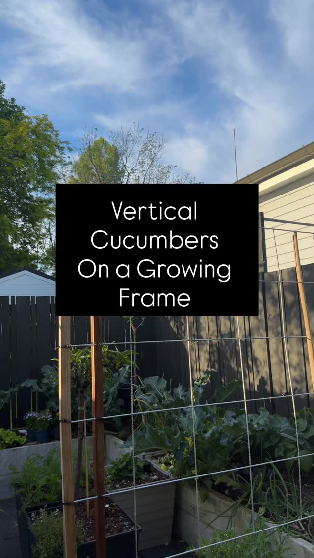 Growing cucumbers vertically is honestly the biggest space-saver in a small garden. If you’re planting now (November is still fine), try Lebanese cucumbers or Cucumber Crunchy from @kingsseedsnz…both climb beautifully and stay clean when grown up a frame because they are not resting on soil.
Of course they are planted into my self-watering @wickingbedsnz & feed with @tuigardenandhome tui tomato liquid superfood.
vertical gardening, vertical cucumbers, small-space gardening, Lebanese cucumber, cucumber crunchy, summer vegetable growing