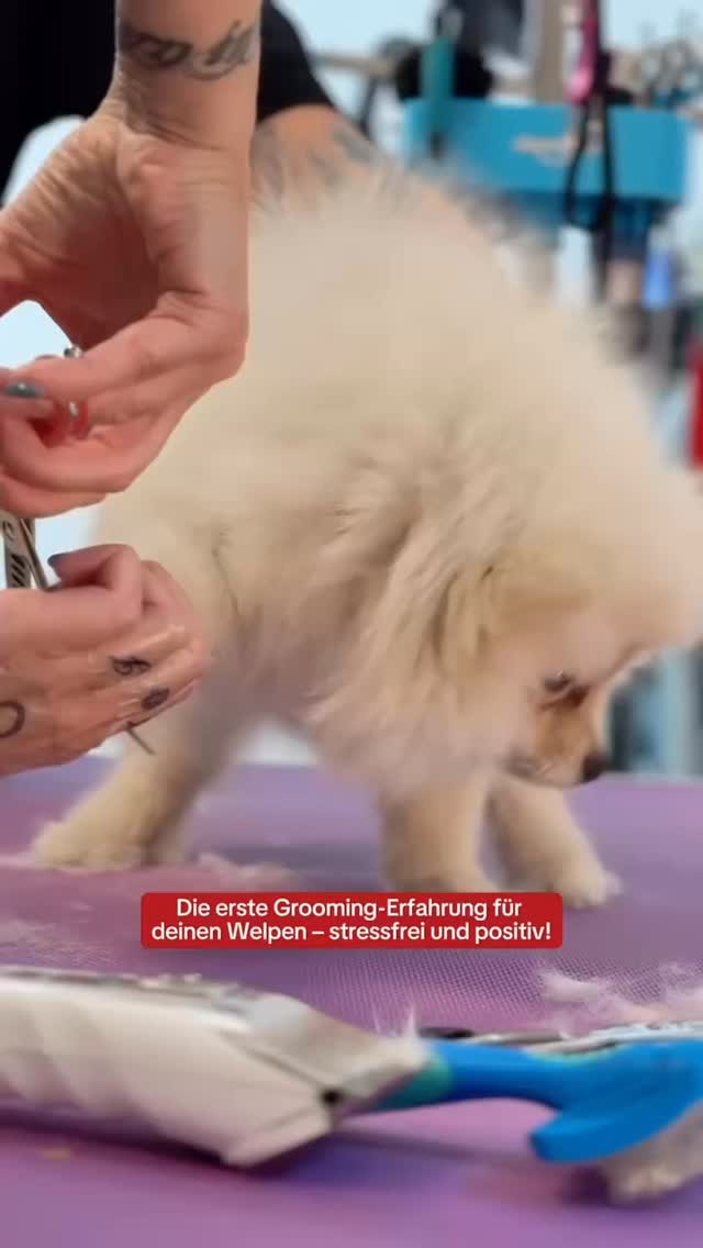 #pomeranian #grooming_luzern #hundesalonluzern #puppy #welpen #maltese #luzern #grooming #schweiz