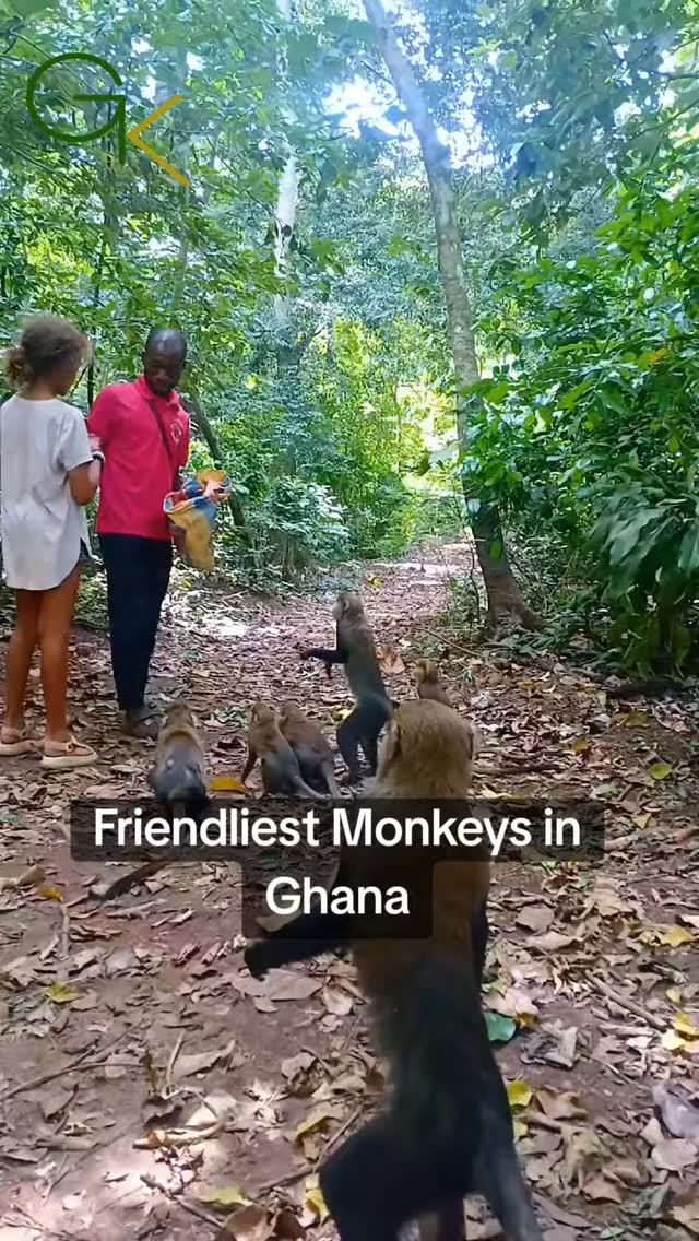 Mona Monkeys, the human friendly creatures that gets to bond only when there are bananas. In Ghana, they can be found in Tafi Atome and Boabeng fiema. Tafi is about 3 hours away from Accra while Boabeg is about 9 hours away from Accra. The journey to these places makes you understand how close we humans can interact with nature. #fypシ❤️💞❤️ #ghana #monkysanctuary #GhanaExcursions