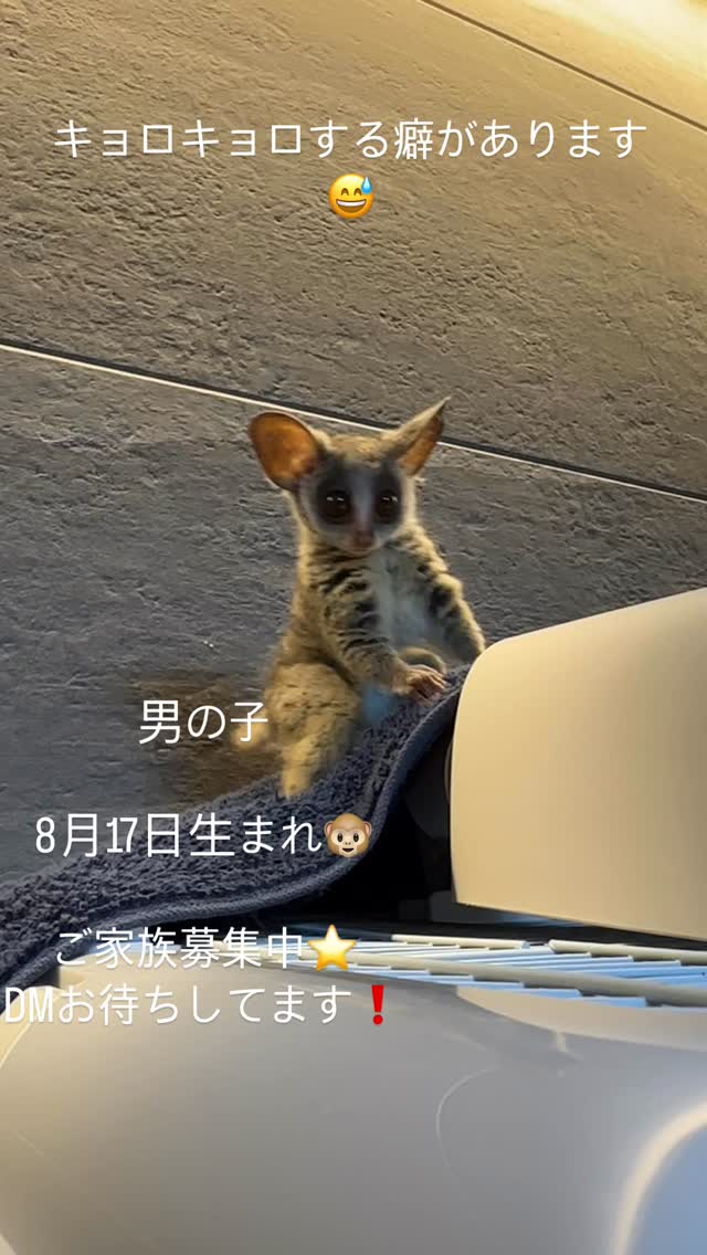 小柄なショウガラゴ専門店🐵
お気軽にDMお待ちしてます⭐️⭐️⭐️