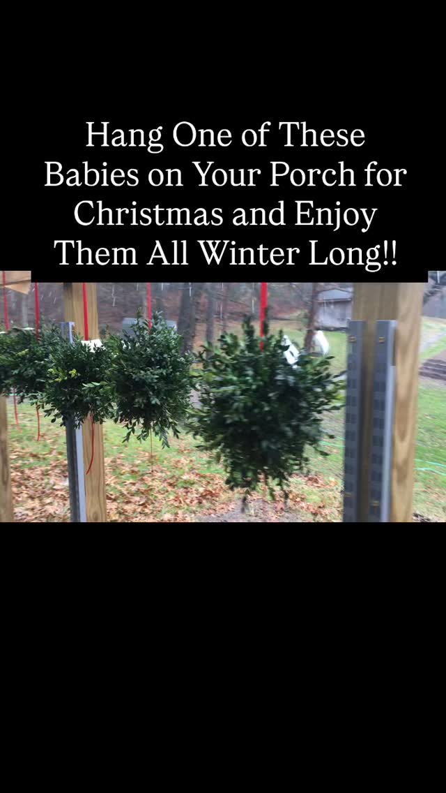 Order Kissing Balls for your porch this season. They make awesome winter decor as they stay green all winter long with no care when left outside. Put them where you hang your hanging plants live in the warmer months and your porch doesn’t have to be naked all winter. Link to order in our bio! #walkingwindfarmandflorist #oldtownalexandria #oldtownalexandriafarmersmarket #clarkevafarmmkt #buchananhallfarmersmarket