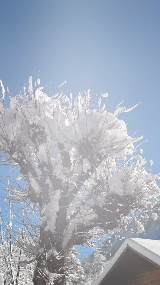 The snow doesn’t just fall - it decorates everything it touches. Trees, paths, rooftops, street lamps, mountain tops… Villars glowing in white ❄️🌲
#Villars #SwitzerlandMagic #WinterVibes #SnowyDays #AlpineLife #WinterWonderland #NatureLovers #SnowMagic #MountainViews #TravelMoments #WinterInTheAlps