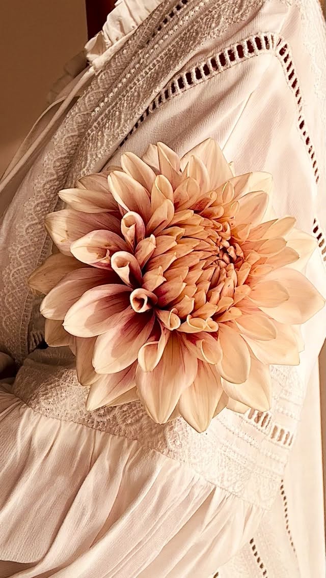 Natalies dress har tidigare på säsongen en underbar puderrosa ton som senare mot oktober då dessa foton är tagna mjuknar upp i creme med rosa skiftningar in mot blommans mitt 💕
Natalie’s dress has a wonderful powder pink tone earlier in the season, which later towards October when these photos were taken softens into cream with pink hues towards the center of the flower 💕
#storiesandcreations #dahliadesire #uniquedahlias #dahlia #dahliafever #dahliaheaven #snittblommor #slowflowers #närodlat #dahliaheaven #blomsterisäsong #enköping #dahliasommar #dahliasofinstagram #flowerfarm #dahliaseason #dahlialove #unicorndahlia #nataliesdress