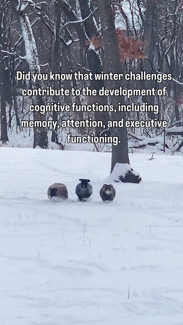 I’ve been reading a lot this season on Scandinavia’s relationship with winter. They are proponents of all the physical & mental benefits of getting outside & enjoying it ❄️
It isn’t easy, but it does keep us sharp & adaptable. I feel grateful to have raised my kids in the snow on a farm.
These lambs were testing their cognitive & risk taking skills as they realized they’d wandered pretty far away from the flock. Emily, Dahlia, & Annie 🐑 🐑 🐑
#familyfarm #winterplay #winterbeauty #icelandicsheep #homesteadliving #sheep #wool #homestead #winterday #countryliving #sheepofinstagram