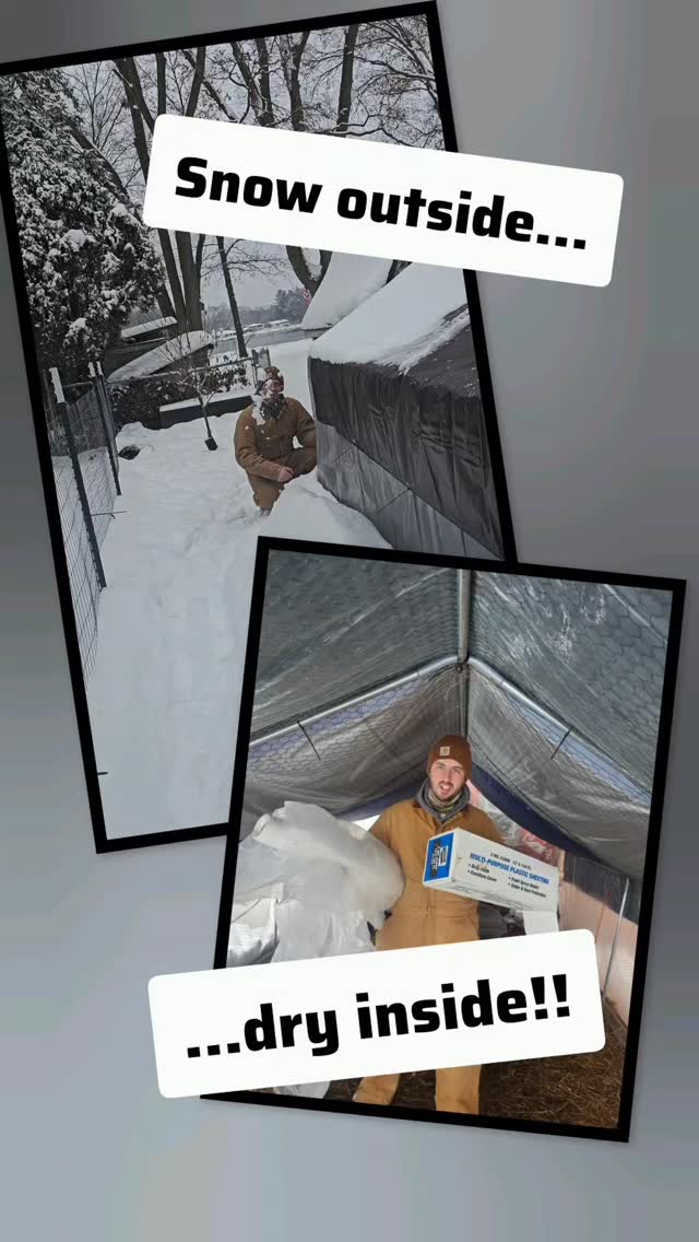Winterizing our chicken run was way easier than we expected! ❄️🐔
We used 3-mil multipurpose plastic—cheap, durable, and you can grab it at nearly any hardware store. A 100-ft roll will last us this year and next.
It keeps the sun coming in, the snow out, and the chickens dry and draft-free. Simple solutions for a Simple Grounded Life.
#SimpleGroundedLife #BackyardChickens #WinterPrep #Homesteading