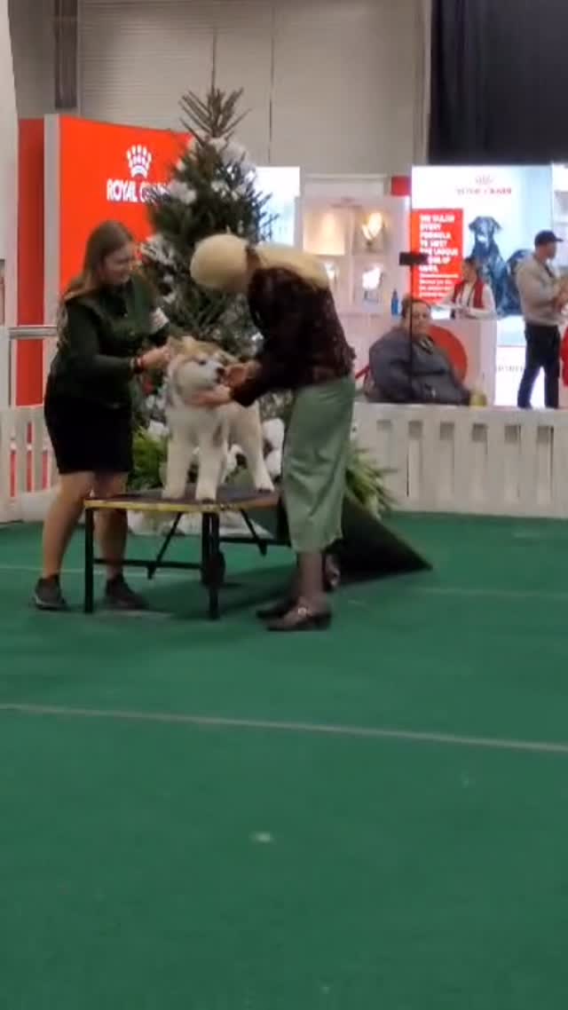 Our baby 📍🧸🪡 𝓥𝓸𝓸𝓭𝓸𝓸 🪡🧸📍 𝓑𝓑𝓟𝓘𝓖 𝓟𝓸𝓵𝓪𝓻𝓫𝓻𝓮𝓮𝔃𝓮 𝓕𝓸𝓻𝓫𝓲𝓭𝓭𝓮𝓷 𝓡𝓲𝓽𝓾𝓪𝓵 entered 1 show, turning 4 months on the day wins his first 🧡Best Baby Puppy in Group!🧡
✨Owned By Integrity, SilverDream & B/O Polarbreeze✨
——
📧 teracorrigan@gmail.com
📞 (613) 492-0110
🌐 www.integritykennels.ca
——
#integritykennels #integritymalamutes #integritybouviers #alaskanmalamute #alaskanmalamutes #malamute #alaskanmalamutepuppy #malamutepuppies #bouvierdesflandres #bouvier #bouviers #bouvierdesflandrespuppy #bouvierpuppies
#americankennelclub #canadiankennelclub #registeredpuppies #ethicalbreeder #conformationdogshows