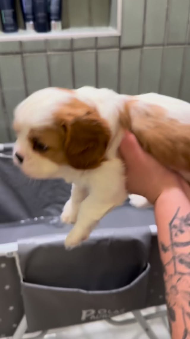 The babies had their first bath 🛁
Kiki’s little tail wag killed us 🤣 hoping to get them started *enjoying* grooming early with extra loving 🥰