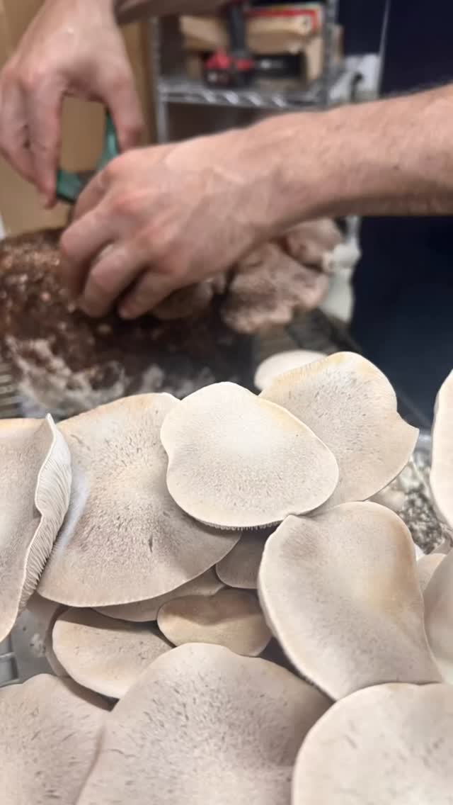 Hey everyone, as Black Friday finally lands (after 2 weeks of pre-Black Friday sales?!?), we wanted to let you know why we’re not participating.
We’re not running any sales. This isn’t an oversight; it’s a choice that comes straight from the heart of how we run Herbal Path Australia.
This decision is rooted in the fundamental nature of our business. We are not a retail e-commerce operation that sources wholesale products; we are a small-scale farm and apothecary. Every step, from cultivating the mushrooms to extraction and hand-bottling the final remedy, is done by us.
Unlike businesses built on volume and margin where discounting is a key strategy, our “seed to bottle” philosophy means our prices reflect the true, honest cost of creation.
We believe in #ConsciousBusiness, #Transparency, and valuing craft over consumption. This Black Friday, we invite our community to invest in integrity.
#HerbalPathAustralia #SmallBusiness #Handmade #ConsciousConsumption #NoBlackFriday #MedicinalMushrooms #HerbalRemedies #SupportSmallBusiness #SeedToBottle #FarmToBottle #ConsciousBusiness #BeyondBlackFriday #Handmade #SlowMade #Integrity #SupportSmall #NoDiscounts