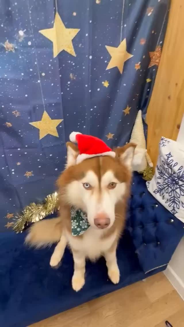 The many faces of Teddy 😄💙🌟