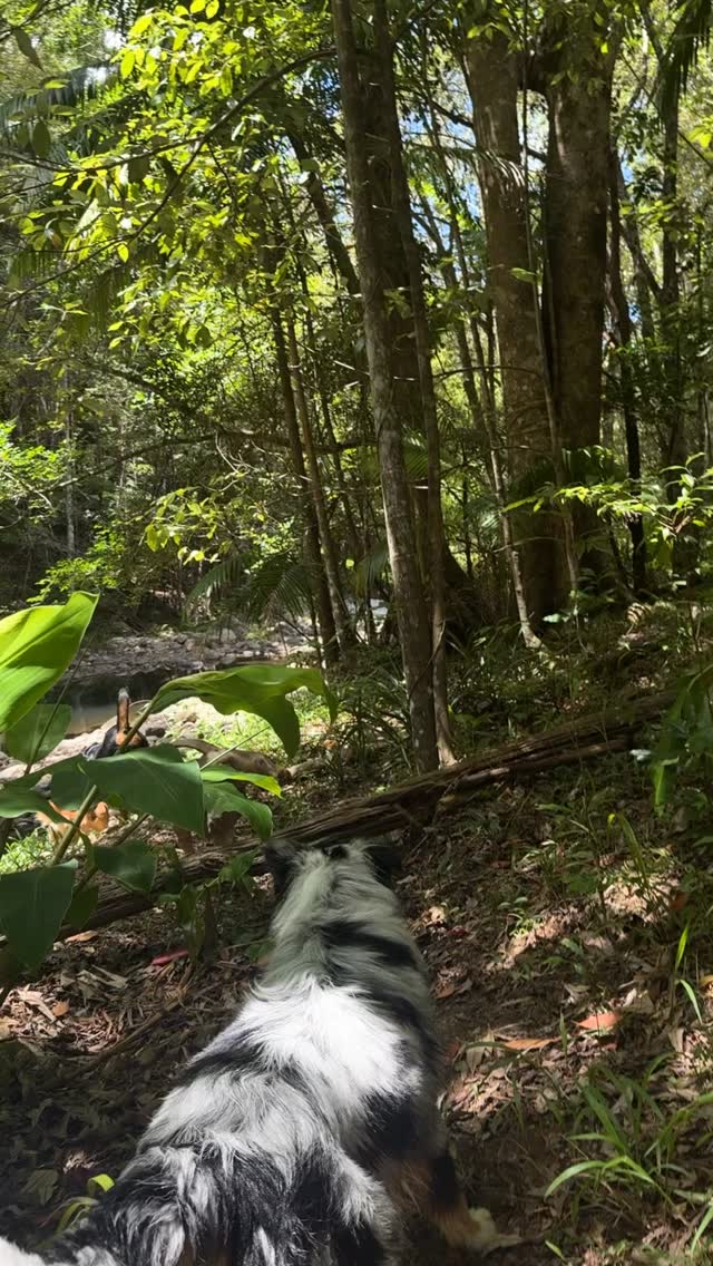 Wednesday 🫶🏼 poor Reign 🥲 @clevercanineco.sarah
#clevercanineco #adventuretrain #creekdogs #realworldtraining #dogtraininggoldcoast #neutralitytraining #confidencebuildingdogs #recalltraining #dogtrainerlife #goldcoastdogs #packdynamics