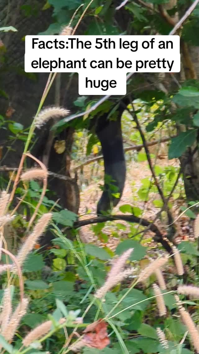 Things to see on Safari. In Ghana, taking a safari at mole National park gives you the opportunity to see variety of birds, Monkeys, antelopes and elephants. #molenationalpark #fypシ❤️💞❤️ #tour #travel