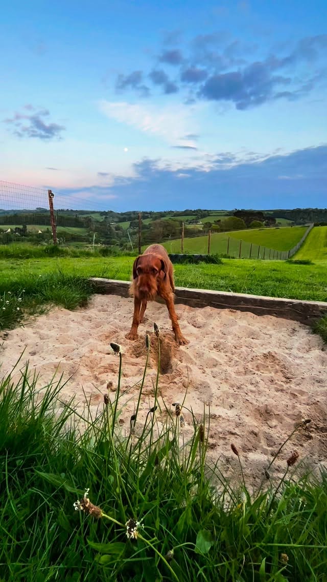 Murph likes to bury his ball in the sand pits and dig it out again 🥎
Dogs digging instinct runs deep, it’s in their DNA and burying treasure is a classic canine move!
Do your dogs like to dig?
#WhyDogsDig
#SandPits
#SecureDogField
#SecureDogFields
#SecureDogWalking