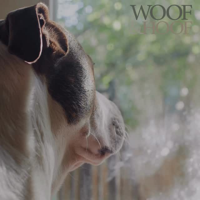 Such a compliment when clients remember what you smell like 🐾🐶🤣🤣🤣
Give your dog the chance to meet the lady who smells nice at https://www.woofandhoof.com.au/contact
#dogmassage #caninemassage #cranialsacraltherapy #energyhealing #macedonranges #woofandhoofwellness #woofandhoof