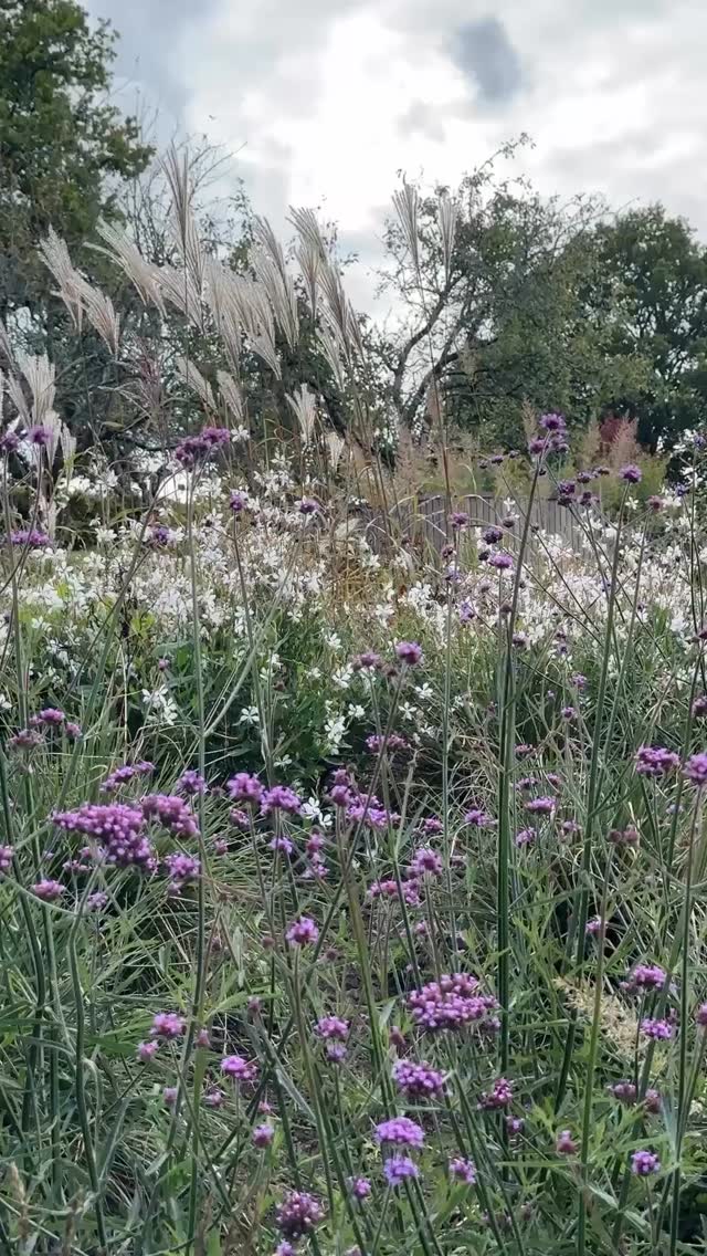 Images taken last month from one of our current projects with Architects @gould_baxter
For this project, we were able to install the wider garden before the house build — the ideal way to work!
It means the soil stays healthy, the planting can establish early, and the garden has time to mature while the house goes up. The house is now under construction, and once it’s finished, the landscapers @mcnaughtons_landscaping will return to complete the planting and the areas immediately around the house. This approach avoids the usual tangle of trying to squeeze a landscape into whatever space is left at the end.
When home and garden are planned together, everything aligns — levels, routes, views, drainage — and the whole project feels cohesive from day one. We wish more projects ran this way!
⸻
ABOUT: Joe Perkins Design is a multi-award-winning landscape design consultancy, creating innovative outdoor spaces that celebrate the environment, wildlife, and biodiversity. Working across the UK and internationally, we partner with clients who share our passion for sustainable and visionary design. Discover more about our work at: www.joeperkinsdesign.com