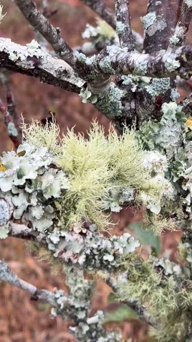 Do you know what these are? They are lichens growing on my small apple tree. When we first moved here and I noticed them on a pear tree, I was terribly worried that it would harm the tree. After researching them, I have learned that these little symbiotic organisms don’t harm the tree at all. They are actually a very good indicator of great air quality. I find them absolutely fascinating.
Fun fact - the hairy looking one is called Usnea. It is a natural antibiotic. I gather it when the wind knocks it off the trees and create a tincture with it. I use this antibiotic for both myself and my animals when we need it.
https://www.fs.usda.gov/wildflowers/beauty/lichens/about.shtml
#Lichen #farmlife #cleanair #symbiotic #creation