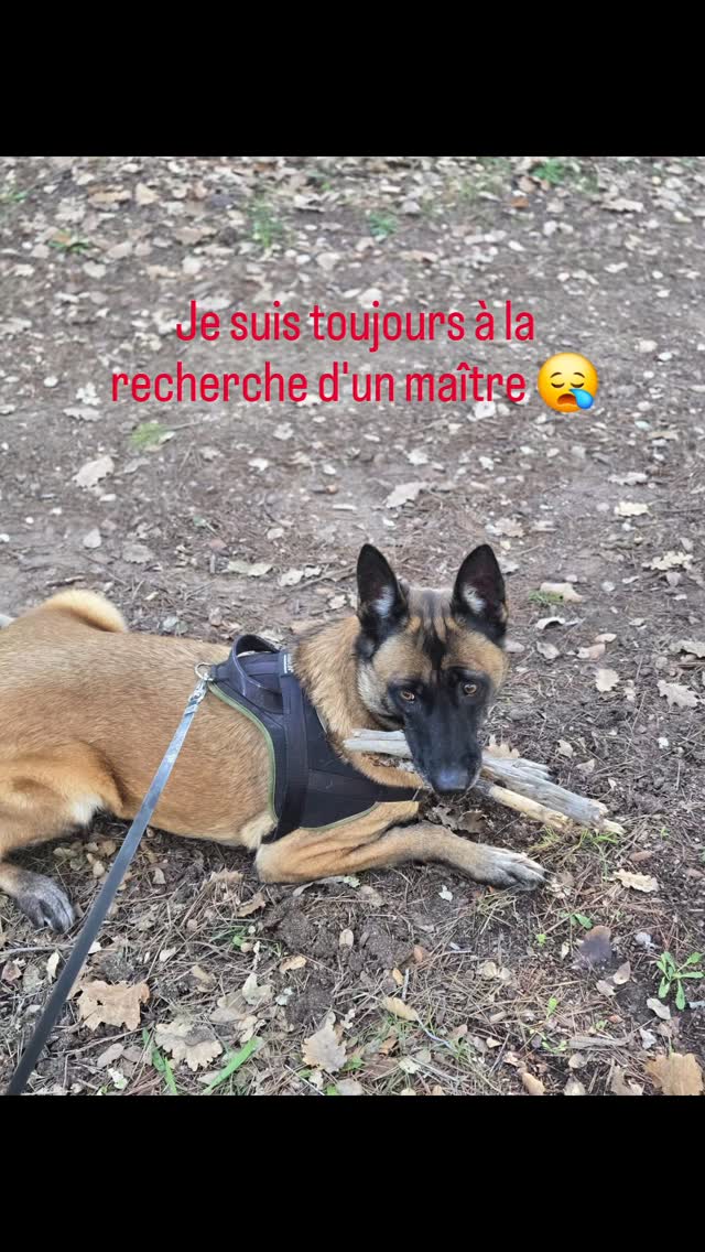 Princesses femelle de 6 ans recherche un maître qui pourrait s'occuper d'elle seule pas compatible chiens chats enfants
URGENT