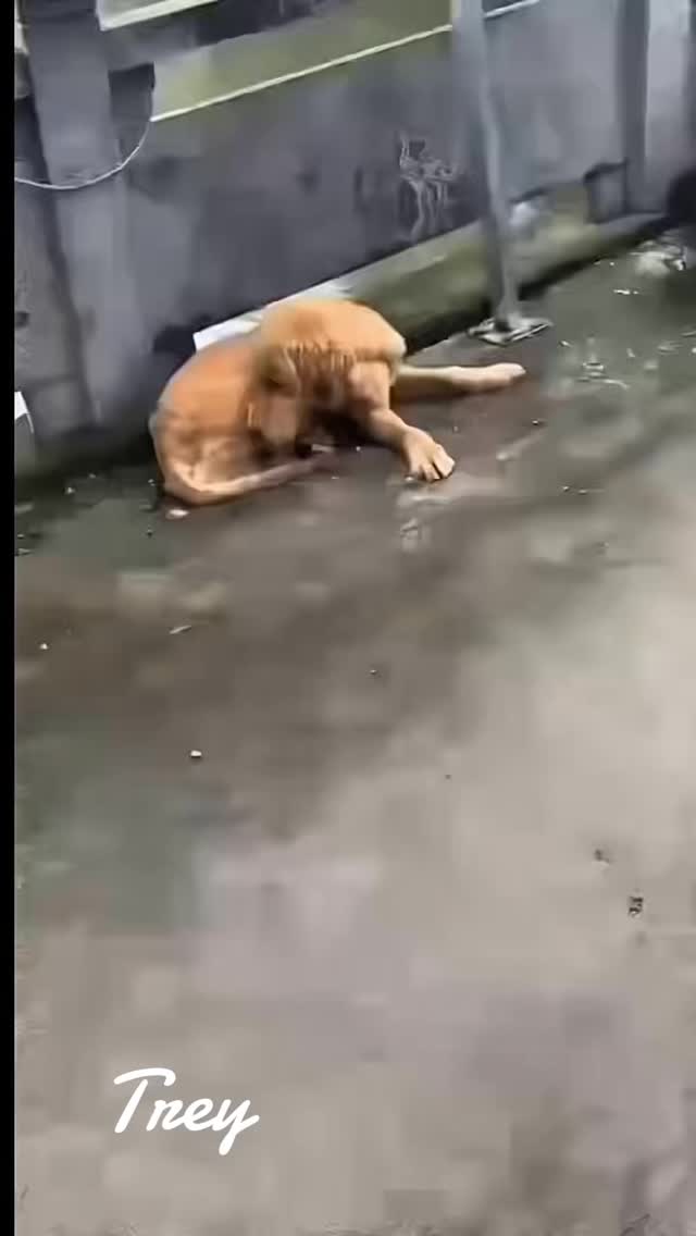 A beautiful Golden Retriever puppy was found lying helpless on the street after someone maliciously cut off half of his leg. He suffered alone until a Good Samaritan stopped, gently scooped him up, and rushed him to a veterinary hospital. The medical team immediately performed an amputation to remove the infected limb and save his life.
From that moment on, a compassionate community rallied around this abused and neglected little soul.
They have been caring for him with love, dedication, and hope. They reached out to Hope For China Dogs Rescue, pleading for help in giving this brave puppy a second chance-one filled with safety, healing, and the perfect forever home here in the United States.
This Giving Tuesday, we are asking for your support.
No donation is too small. Every dollar makes a difference
Thank you from the bottom of our hearts for standing with us—and with him.
We are forever grateful.
https://www.hopeforchinadogsrescue.org/donate
Zelle: Hope For China Dogs Rescue 203-645-0229
#Goldenretriever #hopeforchinadogsrescue #adoptdontshop