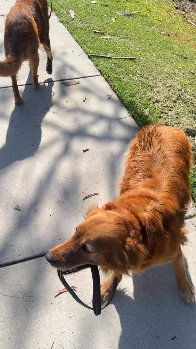 🐾 Look at these two grown-up pups, proudly carrying their own leads! 😂 Honestly, can’t take too much credit—I’m the lazy dog trainer, after all! They never miss a chance to say hi to the friendly man they see each time, making new friends everywhere they go. #DogLife #ResponsiblePups #lazydogtrainer
