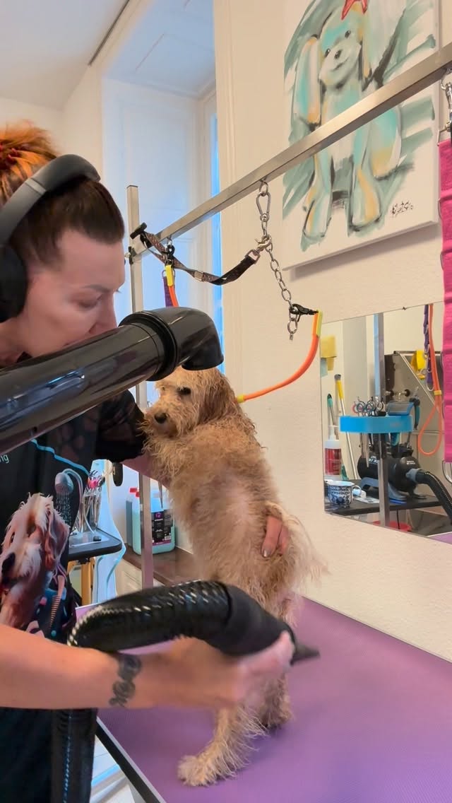 #grooming #luzern #hundesalon #grooming_luzern #hundesalonluzern #pudel #toypoodlelove #toypudel #maltese #bolonka