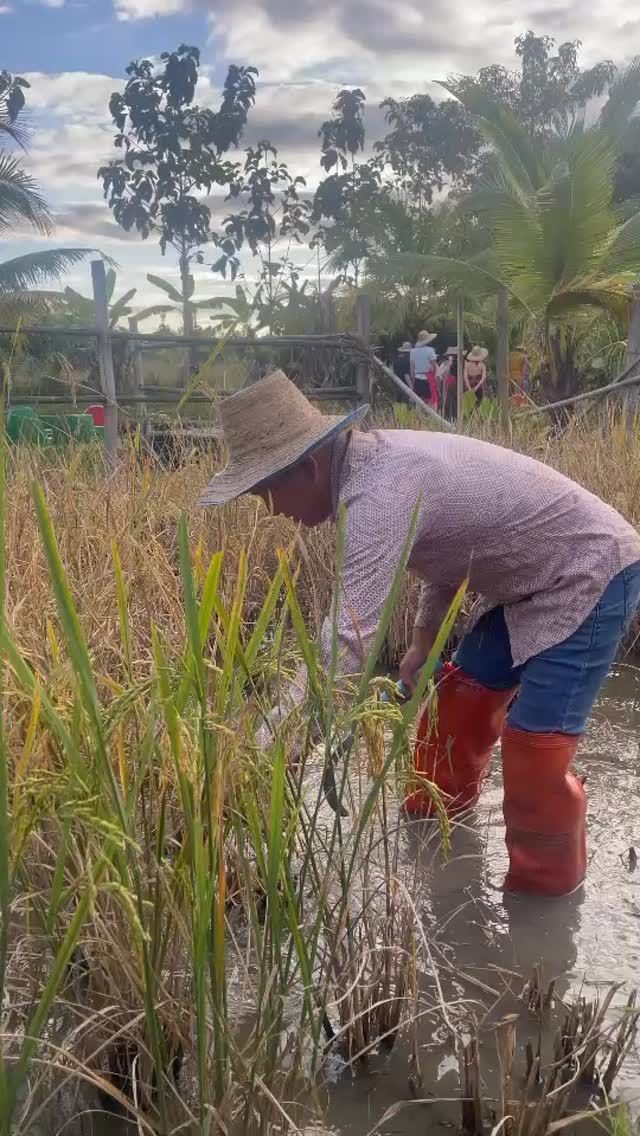 Rice harvest season 🌾
.
#chiangmai #cooking #thai #lerning #thaicookingcourse #activities #thaicusine #workshop #thaifood #thailand