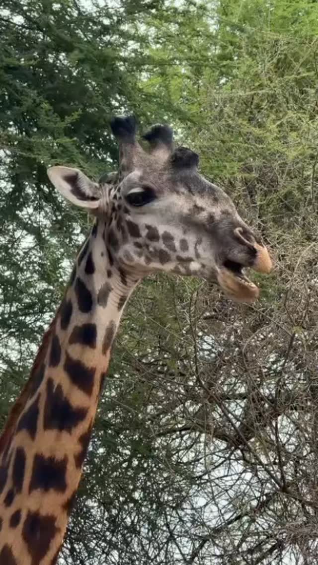 Experience the real African wilderness 🦒 Don’t just watch… come see it yourself. Combine both Tanzania Safari & Zanzibar Beach....
Book today!
WhatsApp
+255 777814472
Email
info@cheicheizanzibartour.com
Please visit our website for more info
www.cheicheizanzibartour.com
Video appreciation @luciamendez22
#zanzibar🇹🇿 #tanzania #Safari #safariadventures #safariexperience #beachholiday #cheicheizanzibartour