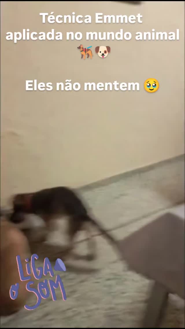 Uma prova documentada que a Técnica Emmett, com toques suaves, liberta tensões, melhora movimento e está a contribuir para a recuperação desta princesa. 🐾✨
Cuidar também é acreditar. 💛 Os animais não mentem 🥹
#EmmettTechnique #TerapiaEmmett #EmmettParaAnimais
#FisioterapiaAnimal #ReabilitaçãoAnimal #bemestaranimal #ForçaAnimal #CuidadoAnimal
#TerapiasIntegrativas #TerapiaComplementar
#SaúdePet #PetsEspeciais #AmorPorAnimais
#VetRehab #FisioterapiaVeterinária #reabilitacaoveterinaria
