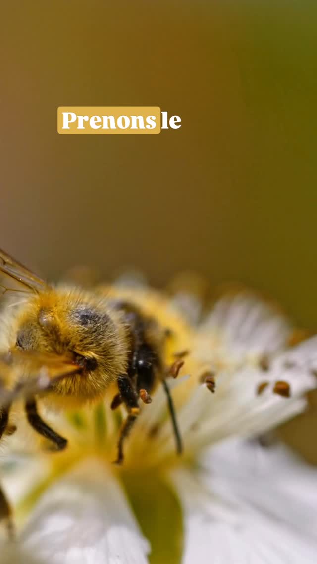 Derrière chaque cuillerée de miel, il y a des milliers de petites héroïnes 🐝
Elle transforment un humble nectar en un pur trésor ... et ça force l'admiration ! 🍯✨💪
#magiedesabeilles #biodiversite #héroïnesdelanature #butineuse #nectar