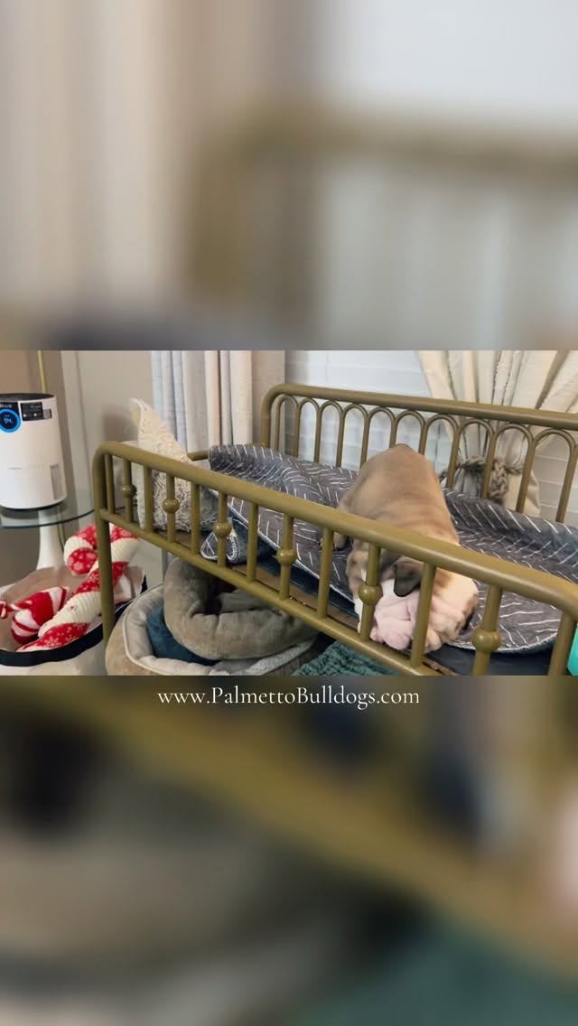 Sneak-Peek at our newest English
Bulldog puppies who just graduated out of their cribs and into their play pens in our “pup-yer” most commonly known as a foyer. 🙈 🤣
#palmettobulldogs #insta #instagram #dog #love #instagood #foyer #home
#bulldogs #englishbulldog #puppy