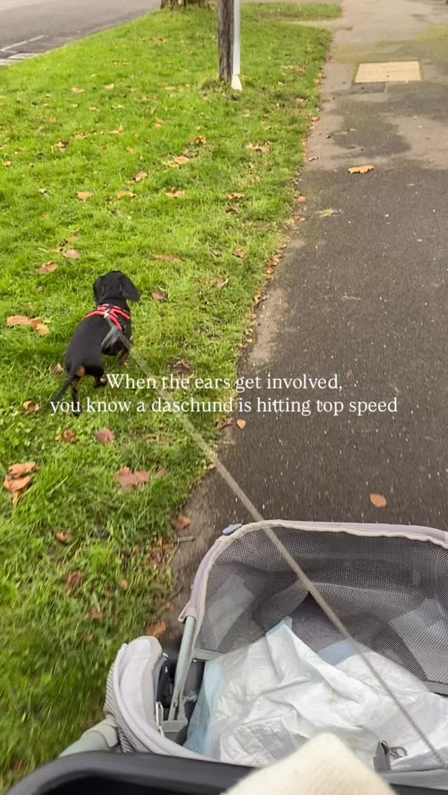Our lil baby Franky’s recovery has gone so well, he loves a spin around the block with plenty of stops for quick runaround 🥺
#daschund #smalldogsofinstagram