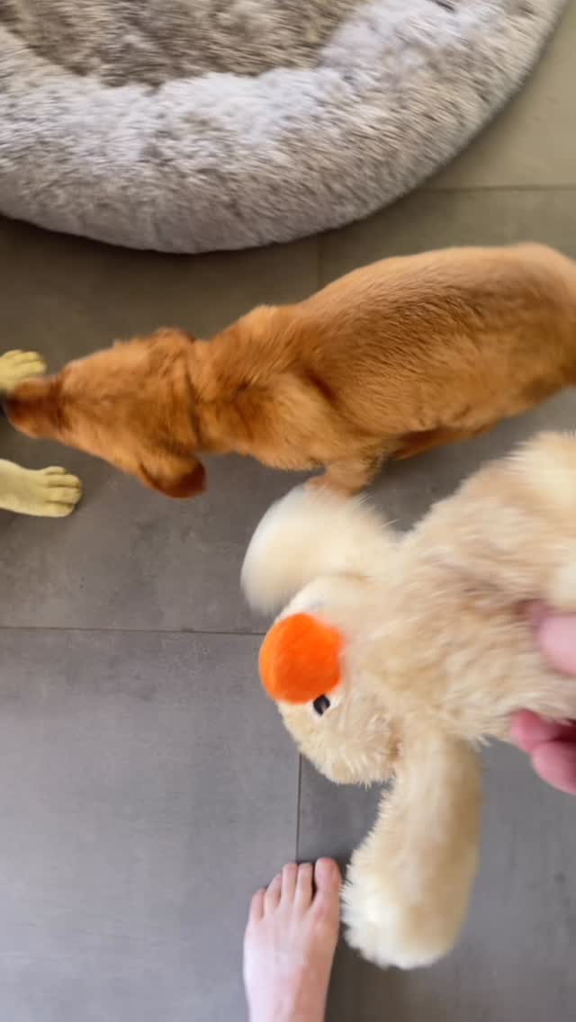 Puppy love 🥰 BEAR