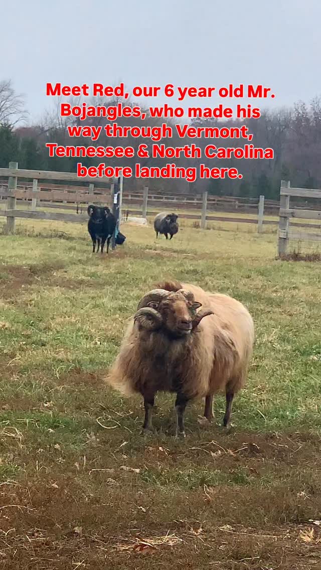 I suppose everyone has weakness for something. Oddly enough, mine appears to be Grabotni (Gramann) line rams, bred by Kind Horn in VT, but seasoned in the South♥️ Moorits, with horn sets more decorative than combative, & a parasite resistance put through 5+ years in the southern states. Bio-security done & ready to go.
It’s a thread that is hardy, strong, tested & should be woven into the genetic tapestry I’m working on. Both rams had the same AI lines. Both had personalities! For those who have been with us for a while, the first was Huckleberry. With stellar dairy lineage & maternal traits, Huck added some nice daughters to our flock & nearby flocks- along with the hardiness that is paramount to everything we do in the Midwest.
Huck was a complete character. A Napoleon & Don Juan all rolled into one mid-sized package who thought there wasn’t a ram bigger than him, or a ewe who didn’t find him irresistible. Our largest personality… until now…
Meet Red. He came with his name & he knows it. He knows it so well, he’ll run over as noted in this video. He almost prances as if he hears music no one else can!
If I were to name him, given his temperament & history, I’d call him Mr. Bojangles. He has a way of getting chummy with the other rams that keeps him safe & lets him do pretty much whatever he wants. He’s such a guy’s guy. At 6 years old, it’s very hard to join a new ram herd that numbers in the double digits. I didn’t know if it was going to be possible. I figured if all went wrong, I had a flock I knew he could join for a 2nd breeding season & permanent home, but instead he befriended everyone: barn cats, sheep, dogs, horses.
Today he returned to the ram herd without conflict. I saw him pause, survey the scene, then do his funny rambling run, not to fight, but to catch up. All he was missing was a 12 pack of beer, ‘hey guys!’ 🐏 🐏 🍻 He ran over to the horse feeder where the excess hay falls through the fence. He touched noses with our chestnut Appaloosa before making the rounds.
Red (Mr. Bojangles) you are a character, & we’re happy you’re here!
#icelandicsheep #ram #rams #homesteadliving #homesteadlife #sheep #sheepworld #sheepofinstagram