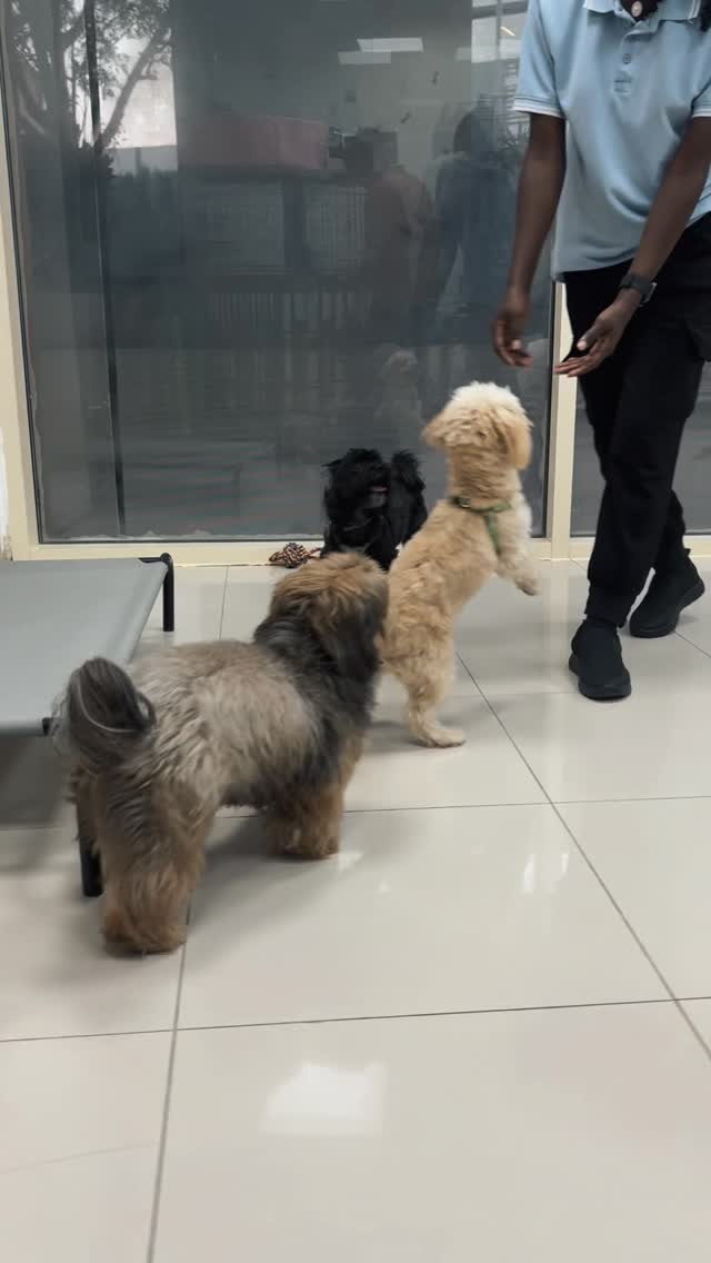 Every day looks like this at our daycare & boarding facility 🤩
We take pride in our skill of adapting the daycare/boarding experience to suit your dog/cat depending on their personality.
You own a shy dog? We conduct slow introductions, we do not force them to socialize when they are clearly not comfortable doing so.
Playtime is also adapted to suit the level of stimulation they are happy with.
As for the felines…
Most cats tend to not socialize with people other than their owners, especially in new or unfamiliar environments like a boarding facility. We try to earn the trust of your cat rather than forcing them to play around and climb stuff.
We are very clear and transparent with our guests and will always try to accommodate the special needs for your special one 🫶🏻🐶❤️🐱
📱 Call or WhatsApp us on 050 3822 433 for bookings❗️
📍 Dubai - JVC - Al Dana Tower
🗓️ Opening hours : 9AM - 9 PM every day
#pets #fluffyfloof #explore #jvc #dubaipets