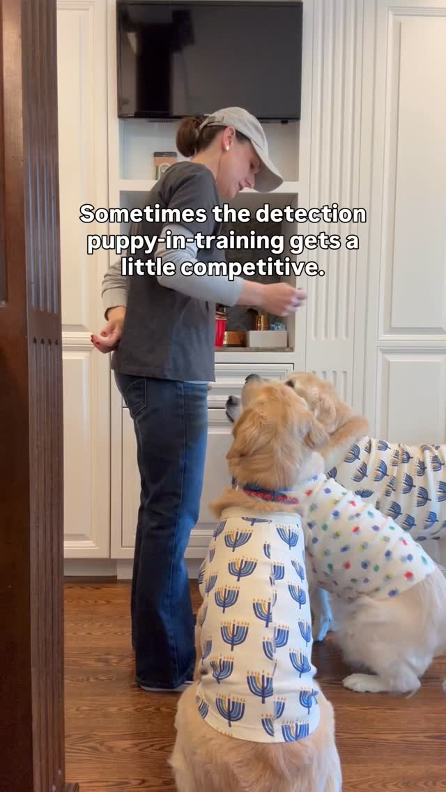 We checked jelly donuts and cookies and all sorts of goodies - stay tuned for those reels. And the one thing I learned? Cody seems to like the competition!
Harley is a golden retriever allergen alert service dog trained to detect peanuts for her peanut allergic human. Harley is also known as Detective Harley, F.A.D.D. Food Allergy Detection Dog®️. Cody is her little brother and is training to be just like her. Joey is our Treat Distribution Supervisor. We help food allergy families navigate snacks, restaurants, and food allergy life, one whiff at a time.
🐾 This account is for information only. You should be certain to conduct your own research to ensure your safety from your allergens.
🐾 We encourage sharing our content to help educate and spread food allergy awareness.
#foodallergies #servicedog #goldenretriever