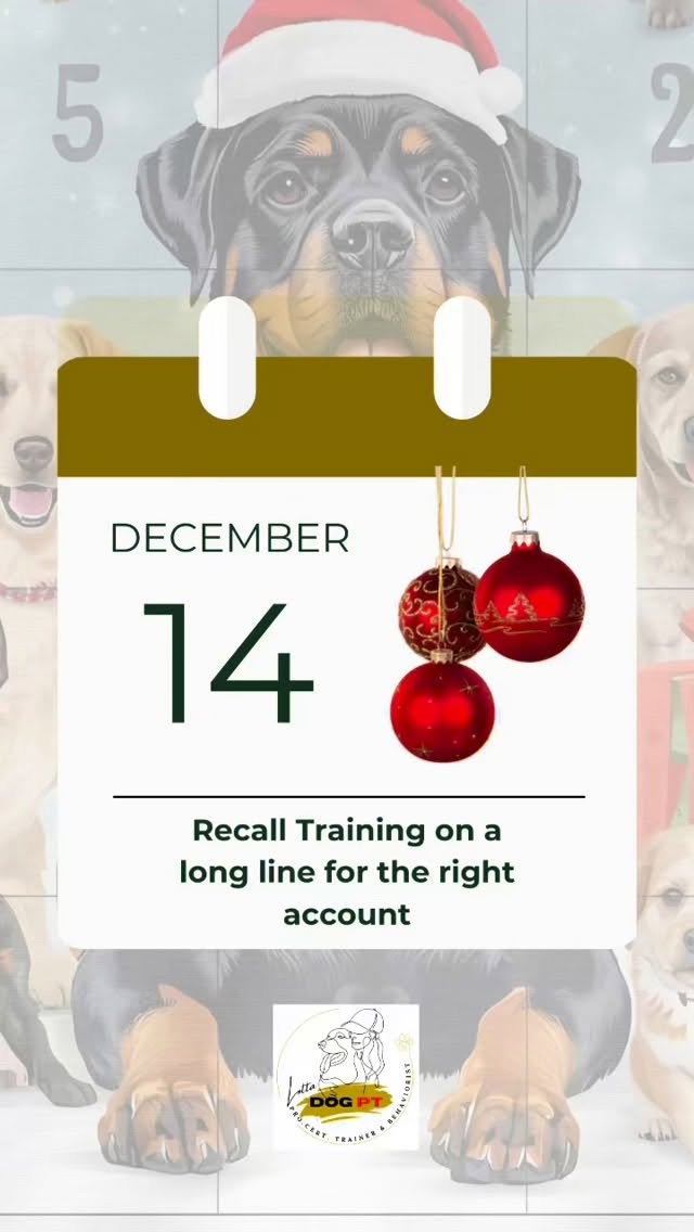 🎄 DAY 14 – Recall training on a long line
Today’s calendar door is from our rainy morning walk.
On some forest walks, I use a long line with Ecco, and that’s when we focus on recall training.
Ecco’s recall isn’t 99% (and I honestly don’t believe 100% recall is realistic in everyday life).
That’s why we always train recall on a long line, so he doesn’t get the chance to self-reward by ignoring the cue and continuing whatever he’s doing.
What we practice often, we get good at.
Every successful recall deposits money into the right account.
Every ignored recall fills the wrong account.
It’s our responsibility to decide which account gets filled, not the dog’s.
✨ Key tips for recall training
• Start your recall when your dog is already turning toward you, success comes easier.
• Move backwards as your dog runs to you to keep engagement high.
• Always use active rewards:
let your dog chase the treat in your hand or a toy.
Standing still like a statue is rarely exciting.
• If your dog doesn’t respond, immediately move in the opposite direction, bringing the long line with you.
• Mix recall with a stay, then let your dog take the reward while running back to you.
As training progresses, add:
• more distractions
• new environments
• longer distances
Still using a long line, until recall holds even when life happens around you.
🌟 Small exercises, big joy, every day together. See you tomorrow ❣️🐾
#recalltraining
#longlinetraining
#rottweilerworld
#rottweiler
#dogtraining
#positivedogtraining
#dailydogtraining
#relationshiptraining
#forestwalks
#lottadogpt
#rottweilerlife