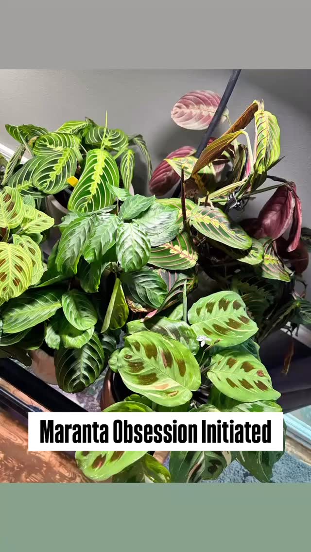 My Maranta collection is officially out of control… and I regret NOTHING 🌿😂
Six different prayer plants, one glorious family photo, and way too much personality in a single corner of my house.
Every night they tuck themselves in… every morning they wake up and show off again. Living art. Living drama. Living obsession.
Who else can’t stop at just one?
#PrayerPlant #MarantaMadness #PlantPeople #HouseplantJungle #PlantAddict #IndoorPlants #TropicalVibes #PlantCollection #PlantJoy