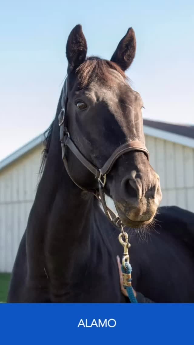 Feeling pretty thankful for this group of unicorns! Our Tuff horses are such incredible partners in helping the youth that attend our program heal and grow 💙💛
Our GivingTuesday campaign is now live! GivingTuesday is December 2nd, head over to the link in our bio (or check out our post from a a few days ago) to see what it’s all about.
#tufftherapeuticridingfoundation #therapeuticriding therapeuticridingprogram