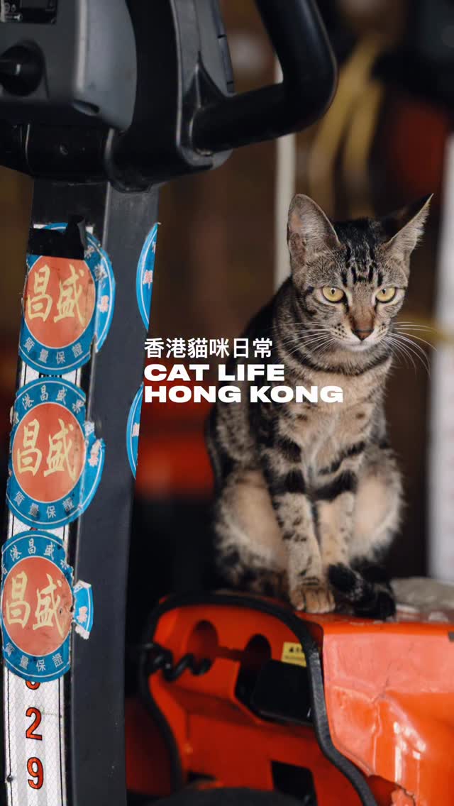 香港貓咪日常 Cat Life, Hong Kong