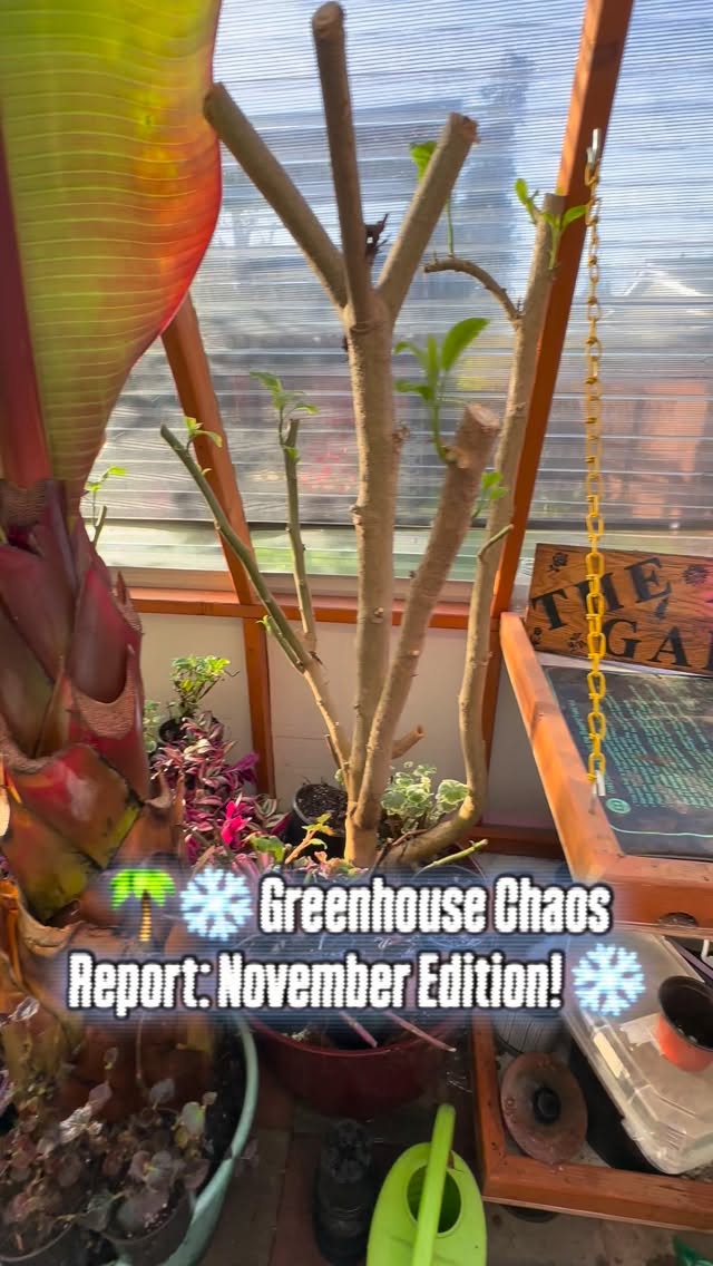 🌴❄️ Greenhouse Chaos Report: November Edition! ❄️🌴
Zone 8b is doing the most right now, so all the patio tropicals have officially checked into the Emergency Spa & Survival Center (aka my greenhouse). It’s a full-on leafy traffic jam in there — zero judgment allowed. 😂
Somehow, between dodging dangling vines and negotiating with drama-queen plants, I even managed to pot up a few babies… because why not squeeze in one more project right before heading off to an actual tropical vacation? Priorities. 🌺✈️
If you love chaotic plant energy, questionable decision-making, and a gardener who is always two steps behind but still wildly enthusiastic… you’re in the right place.
Follow The Angry Gardener for more adventures, misadventures, and greenhouse reality TV. 🌿🔥
#TheAngryGardener #PugetSoundPlants #Zone8bLife #GreenhouseChaos #TropicalPlantHoarder #PlantAddictProblems #PacificNorthwestGardeners #PNWPlants #IndoorJungleVibes #WinterPrep #PlantParentLife #GardenerOnVacation #ChaosButMakeItGreen 🌱