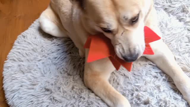 Lümmeline.... Diebstahl der Weihnachtsdeko... erwischt 😂😂
🎅🌟💛🥰❤️