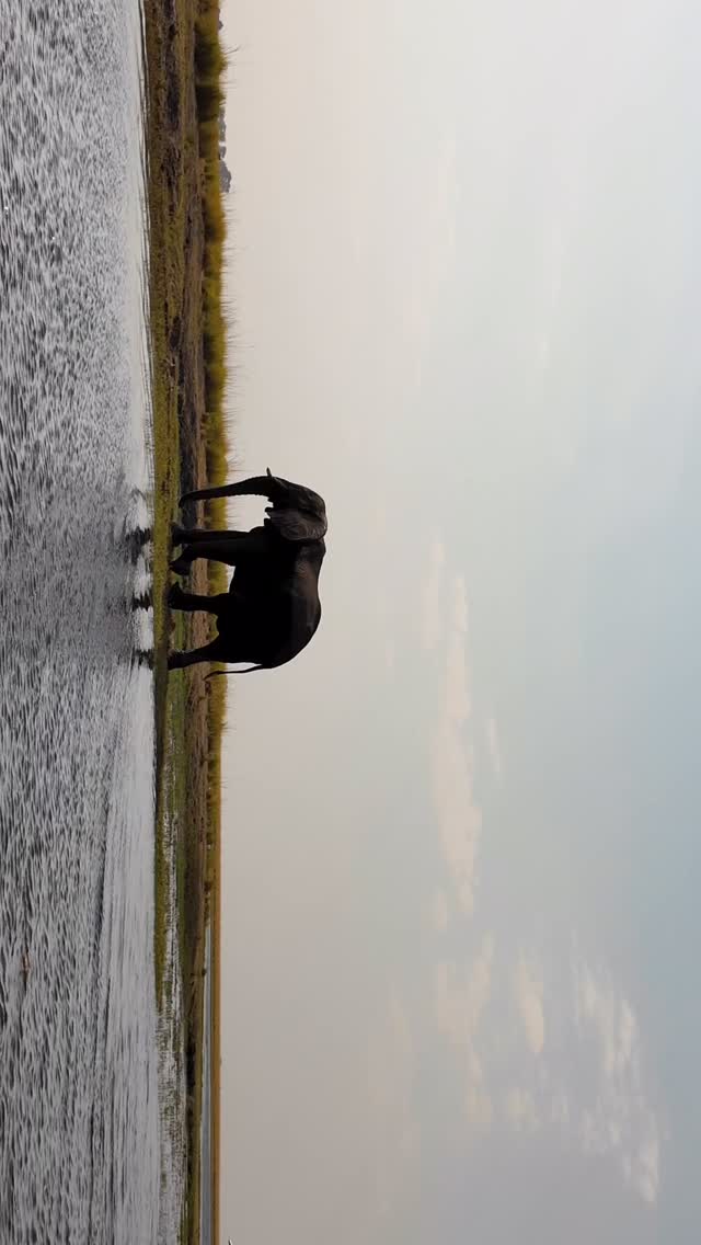 Oh, to be a great elephant wandering the riverbanks… What a life, and what a gift to watch it. #isithombesafaris #Elephant #AfricanElephant #Wildlife #WildlifePhotography #AnimalLovers #NatureLovers #Safari #SafariLife #AfricaWildlife #WildlifePerfection #NaturePhotography #TravelAfrica #AfricaTravel