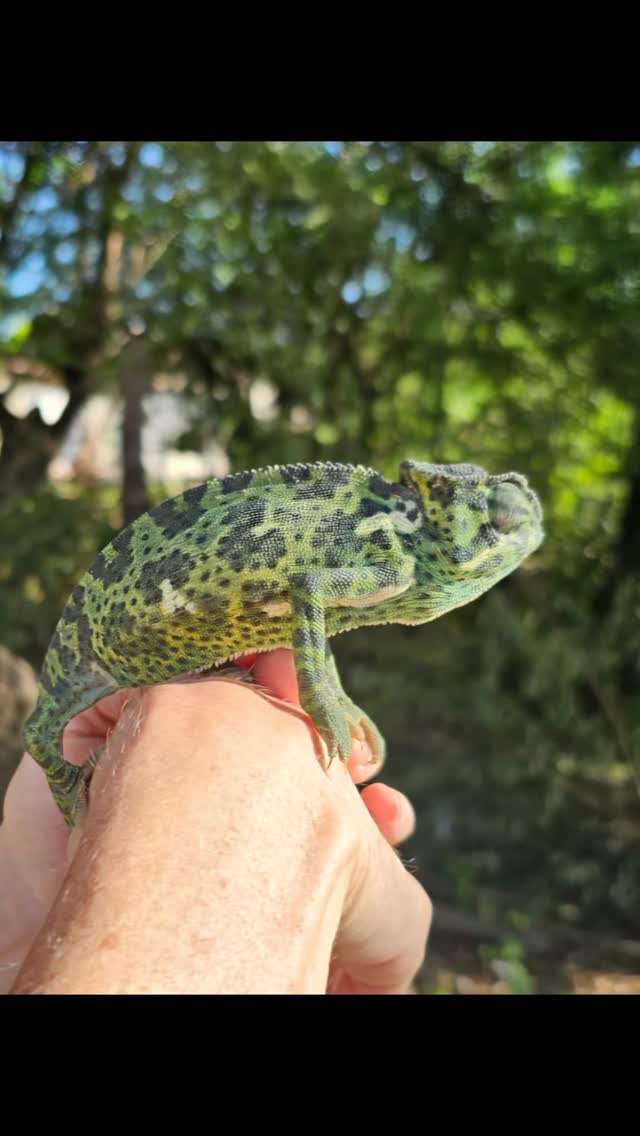 Helping a slender Chameleon up a tree. (thanks for the correct identification!) #chameleon #greatriftvalley #teddybearbaringo #lakebaringo