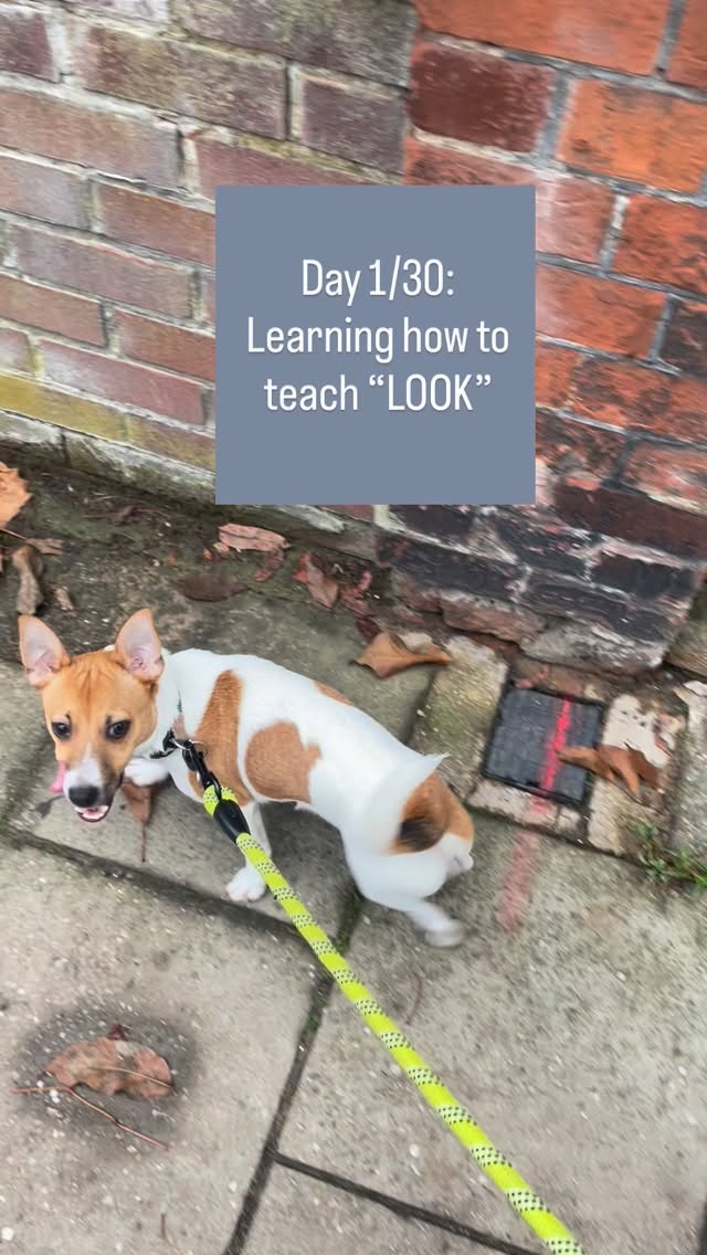 Teaching look is one of the most powerful foundations in dog training.
This 8-month-old Jack Russell is learning how to stay connected with me during our walk even with all the distractions around.
Why is this so important?
It’s teaching your dog to pay attention to YOU instead of every distraction around them. When your pup looks at you for guidance, you’re building a real connection.
Want to teach this to your own pup?
Want to train this with your pup? Comment “LOOK” below to schedule your FREE call! 🐶✨
#dogtraining #puppytraining #lookcommand #jackrussell #dogtrainer #dogwalks #trainingtips #dogbehaviour