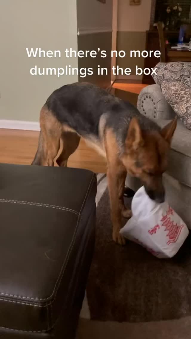 #nomoredumplings #dogsofinstagram #gsd #germanshepherd #gsdofinstagram #gsdlife #gsdnation #gsdlove #dogs